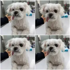 천안시 흰색 말티즈 암컷