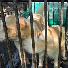 공주시 갈색&흰색 믹스견 암컷