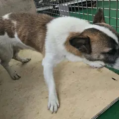 공주시 갈색&흰색 믹스견 수컷