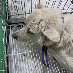 공주시 흰색 믹스견 암컷