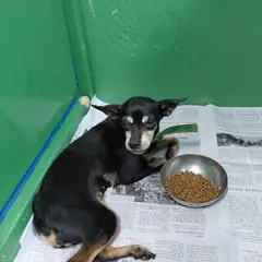 보령시 검정색 미니어쳐 핀셔 암컷