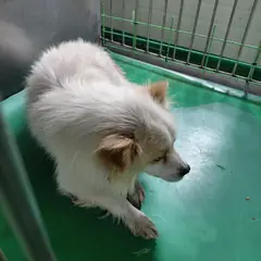 보령시 흰색 믹스견 수컷
