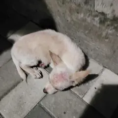 보령시 흰색 믹스견 수컷