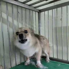 보령시 검정&은색 믹스견 암컷