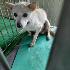 보령시 흰색 믹스견 암컷
