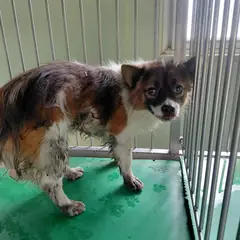 보령시 흰색&갈색&탄 믹스견 수컷