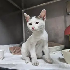보령시 흰색 한국 고양이 암컷
