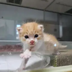 보령시 레몬색&흰색 한국 고양이 암컷