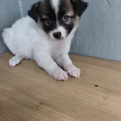 보령시 검정&흰색 믹스견 수컷