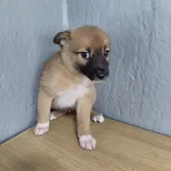 보령시 회색 믹스견 수컷