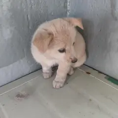 보령시 겨자색 믹스견 암컷