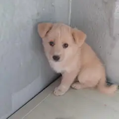 보령시 겨자색 믹스견 수컷