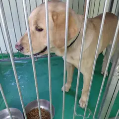 보령시 겨자색 라브라도 리트리버 암컷