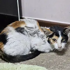보령시 검은색흰색황토색조합 한국 고양이 암컷