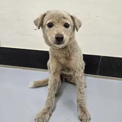 아산시 흰색 믹스견 암컷