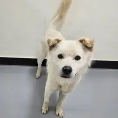 아산시 흰색 믹스견 수컷