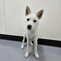 아산시 흰색 믹스견 수컷