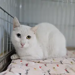 아산시 기타(흰색) 믹스묘 암컷