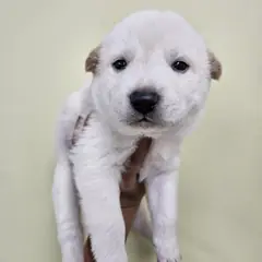 아산시 흰색 믹스견 수컷