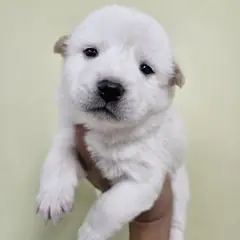 아산시 흰색 믹스견 암컷
