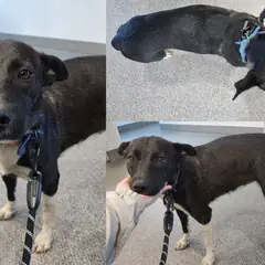 서산시 검정색 믹스견 암컷
