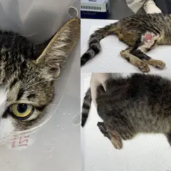 서산시 기타(검정, 흰색) 한국 고양이 암컷