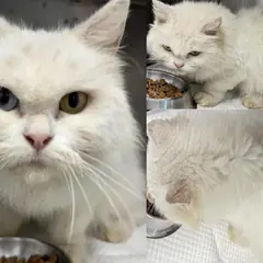 서산시 크림색 믹스묘 암컷