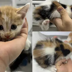 서산시 검은색흰색황토색조합 한국 고양이 암컷