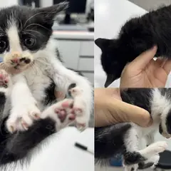 서산시 흰색/검은색 얼룩무늬 한국 고양이 수컷