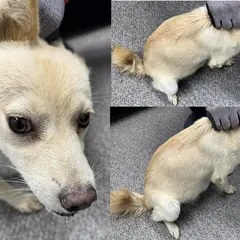 서산시 흰색 믹스견 암컷