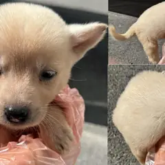 서산시 흰색 믹스견 암컷
