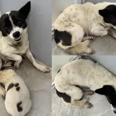 서산시 검정&흰색 믹스견 암컷