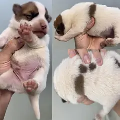 서산시 갈색&흰색 믹스견 수컷