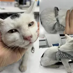 서산시 흰색/검은색 얼룩무늬 한국 고양이 수컷