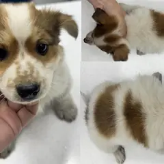 서산시 갈색&흰색 믹스견 수컷