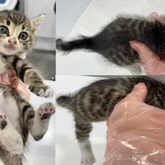 서산시 평행·전체·부분줄무늬 한국 고양이 성별 미상