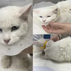 서산시 흰색 한국 고양이 암컷