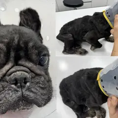 서산시 기타(검정) 프렌치 불독 암컷