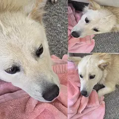 서산시 흰색 믹스견 수컷