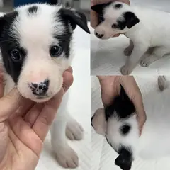 서산시 검정&흰색 믹스견 암컷