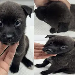 서산시 검정색 믹스견 암컷