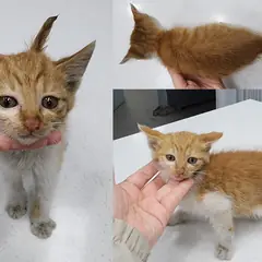 서산시 레몬색&흰색 한국 고양이 암컷