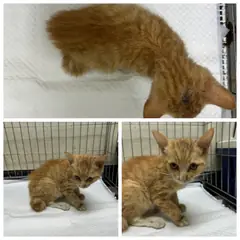 논산시 레몬색&흰색 한국 고양이 수컷