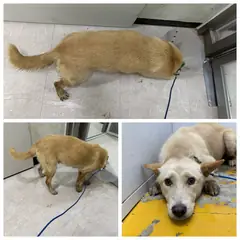 논산시 갈색&흰색 믹스견 암컷