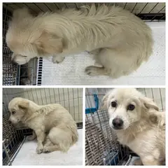 논산시 흰색 믹스견 암컷