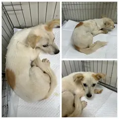 논산시 갈색&흰색 믹스견 암컷