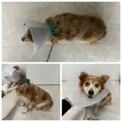 논산시 갈색&흰색 믹스견 암컷