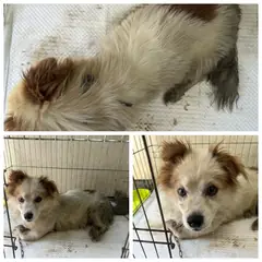 논산시 갈색&흰색 믹스견 수컷