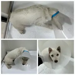 논산시 흰색 믹스견 암컷