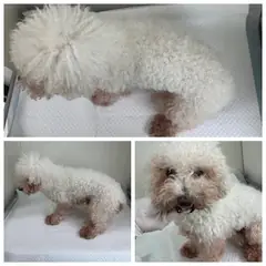 논산시 흰색 비숑 프리제 수컷